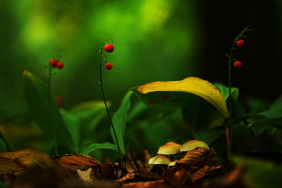 De combinatie van lelietjes die met besjes en blaadjes lijken te waken over paddestoeltjes in de nacht was een leuk onderwerp.