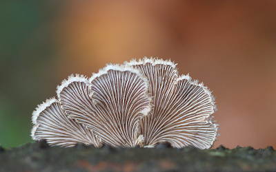 <i class='fa fa-user'></i> Paul Vandebroek |  Waaiertje  <i class='fa fa-eye'> 60</i>  <i class='fa fa-thumbs-up'> 6</i>   <i class='fa fa-comment-o'> 7</i>