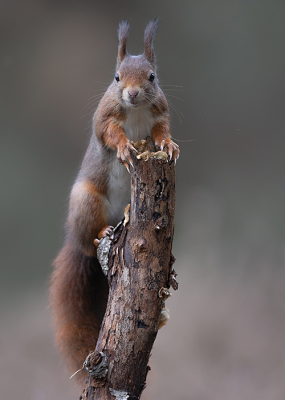 <i class='fa fa-user'></i> Tom |  Eekhoorn  <i class='fa fa-eye'> 91</i>  <i class='fa fa-thumbs-up'> 7</i>   <i class='fa fa-comment-o'> 5</i>