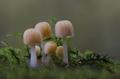 <i class='fa fa-user'></i> janvangastel |  Zwerminktzwam  <i class='fa fa-eye'> 47</i>  <i class='fa fa-thumbs-up'> 4</i>   <i class='fa fa-comment-o'> 5</i>