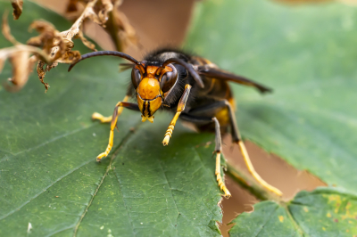 Vanmiddag een paar uur doorgebracht in De Brand bij Udenhout en zag warempel nog een hoornaar en wel de Aziatische Hoornaar ssp. nigrithorax.
Ik had niet verwacht nu nog een hoornaar te zien maar volgens mij had hij niet veel energie meer�.te koud dacht ik. Maar toen ik op waarneming keek zag ik dat de vliegtijd van de Europese � en Aziatische Hoornaar ruwweg van april tot en met oktober is en de ondersoort Aziatische Hoornaar ssp. nigrithorax met een dip in juni.