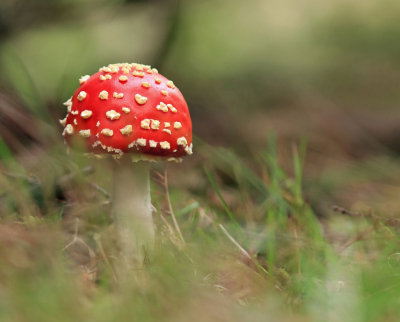 <i class='fa fa-user'></i> Tineke Strijbosch |  Vliegenzwam  <i class='fa fa-eye'> 39</i>  <i class='fa fa-thumbs-up'> 1</i>   <i class='fa fa-comment-o'> 4</i>