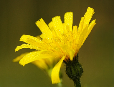 <i class='fa fa-user'></i> hesterb | Vertakte Leeuwentand  <i class='fa fa-eye'> 35</i>   <i class='fa fa-comment-o'> 0</i>