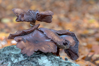 <i class='fa fa-user'></i> Johan van Gurp |  Sombere Honingzwam  <i class='fa fa-eye'> 42</i>  <i class='fa fa-thumbs-up'> 3</i>   <i class='fa fa-comment-o'> 2</i>