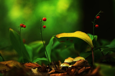 <i class='fa fa-user'></i> hesterb |  Lelietje-van-dale  <i class='fa fa-eye'> 31</i>  <i class='fa fa-thumbs-up'> 5</i>   <i class='fa fa-comment-o'> 7</i>