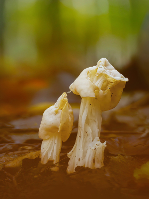 <i class='fa fa-user'></i> janvangastel |  Witte Kluifzwam  <i class='fa fa-eye'> 6</i>   <i class='fa fa-comment-o'> 0</i>