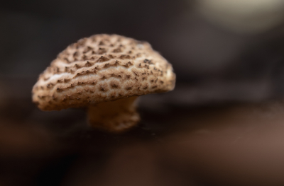 <i class='fa fa-user'></i> Pieter  LJ |  Spitsschubbige Parasolzwam  <i class='fa fa-eye'> 11</i>   <i class='fa fa-comment-o'> 1</i>