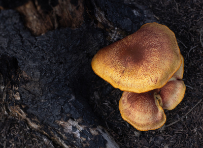 <i class='fa fa-user'></i> celly cell | Koningsmantel  <i class='fa fa-eye'> 33</i>   <i class='fa fa-comment-o'> 0</i>