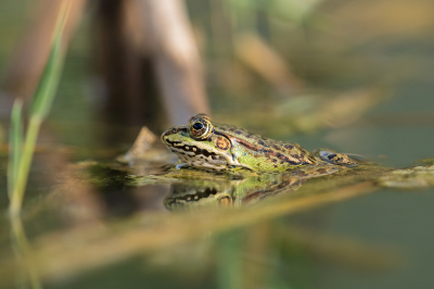 <i class='fa fa-user'></i> Willem Verhagen | Epirusmeerkikker  <i class='fa fa-eye'> 43</i>  <i class='fa fa-thumbs-up'> 1</i>   <i class='fa fa-comment-o'> 3</i>