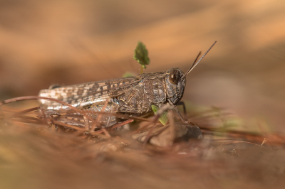 <i class='fa fa-user'></i> Willem Verhagen | Rosevleugel  <i class='fa fa-eye'> 43</i>  <i class='fa fa-thumbs-up'> 1</i>   <i class='fa fa-comment-o'> 2</i>