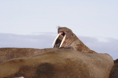 <i class='fa fa-user'></i> Arjen Drost | Walrus  <i class='fa fa-eye'> 211</i>   <i class='fa fa-comment-o'> 1</i>