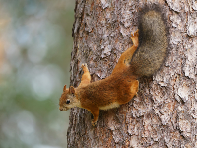 Bij ons basiskamp in Finland was een klein voederplekje ingericht voor vogels. Daar liet deze fraaie rakker zich ook regelmatig zien. Hier in een mooie pose.

Ze zijn en blijven fotogeniek.

Lekker alles observerend op een stoel, niet gecamoufleerd en uit de hand genomen.