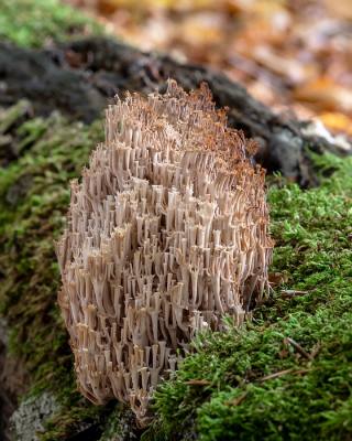 <i class='fa fa-user'></i> Johan van Gurp | Kroontjesknotszwam  <i class='fa fa-eye'> 50</i>   <i class='fa fa-comment-o'> 0</i>