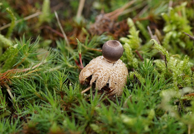 <i class='fa fa-user'></i> Jelle Bakker | Kleine Aardster  <i class='fa fa-eye'> 39</i>   <i class='fa fa-comment-o'> 1</i>