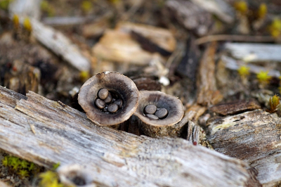 <i class='fa fa-user'></i> Jelle Bakker | Bleek Nestzwammetje  <i class='fa fa-eye'> 46</i>   <i class='fa fa-comment-o'> 0</i>