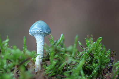 <i class='fa fa-user'></i> Paul Vandebroek | Echte Kopergroenzwam  <i class='fa fa-eye'> 50</i>  <i class='fa fa-thumbs-up'> 1</i>   <i class='fa fa-comment-o'> 2</i>