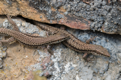 <i class='fa fa-user'></i> Willem Verhagen |  Muurhagedis  <i class='fa fa-eye'> 51</i>   <i class='fa fa-comment-o'> 1</i>