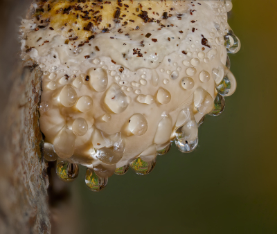 <i class='fa fa-user'></i> janvangastel |  Roodgerande Houtzwam  <i class='fa fa-eye'> 45</i>   <i class='fa fa-comment-o'> 2</i>