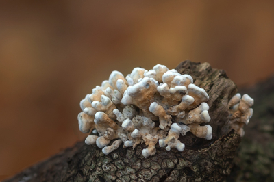 <i class='fa fa-user'></i> Johan van Gurp |  Plooivlieswaaiertje  <i class='fa fa-eye'> 40</i>   <i class='fa fa-comment-o'> 1</i>