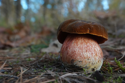 <i class='fa fa-user'></i> nelappelmelk |  Gewone Heksenboleet  <i class='fa fa-eye'> 48</i>   <i class='fa fa-comment-o'> 2</i>