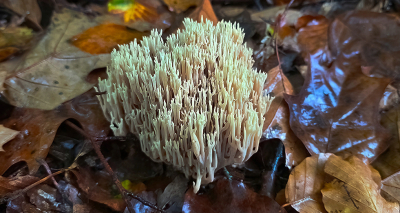 <i class='fa fa-user'></i> guidomwm |  Rechte Koraalzwam  <i class='fa fa-eye'> 33</i>  <i class='fa fa-thumbs-up'> 1</i>   <i class='fa fa-comment-o'> 7</i>