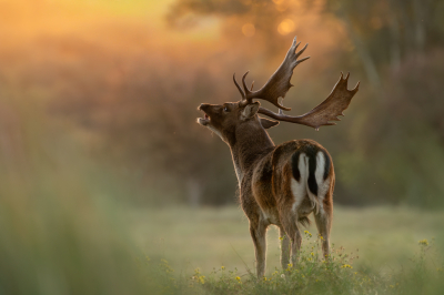 <i class='fa fa-user'></i> Patrick Blom |  Damhert  <i class='fa fa-eye'> 81</i>  <i class='fa fa-thumbs-up'> 10</i>   <i class='fa fa-comment-o'> 7</i>