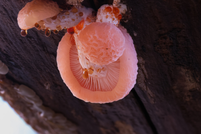 <i class='fa fa-user'></i> David |  Zalmzwam  <i class='fa fa-eye'> 61</i>  <i class='fa fa-thumbs-up'> 1</i>   <i class='fa fa-comment-o'> 2</i>