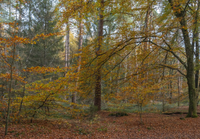 <i class='fa fa-user'></i> Tim Oord |  Herfstbos  <i class='fa fa-eye'> 50</i>   <i class='fa fa-comment-o'> 1</i>