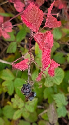 <i class='fa fa-user'></i> guidomwm | Gewone Braam  <i class='fa fa-eye'> 28</i>   <i class='fa fa-comment-o'> 0</i>