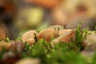 <i class='fa fa-user'></i> Jelle Bakker |  Roze Knoopzwam  <i class='fa fa-eye'> 26</i>   <i class='fa fa-comment-o'> 0</i>