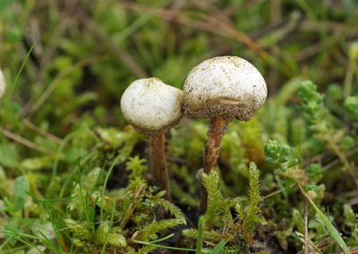 <i class='fa fa-user'></i> Jelle Bakker |  Ruwstelige Stuifbal  <i class='fa fa-eye'> 20</i>   <i class='fa fa-comment-o'> 0</i>