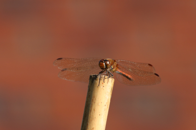 In mijn tuin genomen, met de bakstenen op de achtergrond gaf dat een mooie kleur, passend bij deze soort.