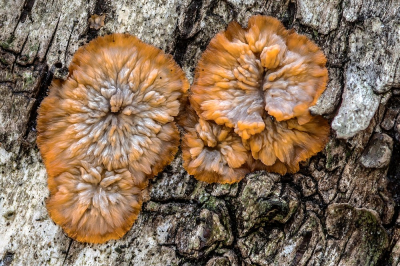 <i class='fa fa-user'></i> Johan van Gurp |  Oranje Aderzwam  <i class='fa fa-eye'> 31</i>  <i class='fa fa-thumbs-up'> 4</i>   <i class='fa fa-comment-o'> 3</i>