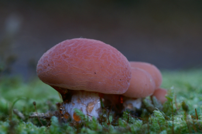 <i class='fa fa-user'></i> Jasper |  Zalmzwam  <i class='fa fa-eye'> 25</i>   <i class='fa fa-comment-o'> 1</i>