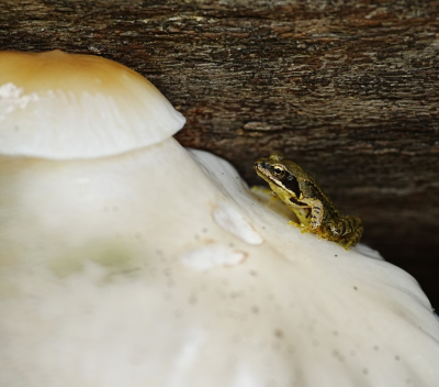 <i class='fa fa-user'></i> hesterb |  Bruine Kikker  <i class='fa fa-eye'> 32</i>   <i class='fa fa-comment-o'> 1</i>