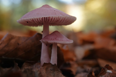 <i class='fa fa-user'></i> nelappelmelk |  Heksenschermpje  <i class='fa fa-eye'> 31</i>   <i class='fa fa-comment-o'> 2</i>