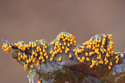 <i class='fa fa-user'></i> Paul Vandebroek |  Glanzend Druivenpitje  <i class='fa fa-eye'> 42</i>  <i class='fa fa-thumbs-up'> 5</i>   <i class='fa fa-comment-o'> 4</i>