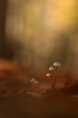 <i class='fa fa-user'></i> daan de vos | Mycena sp.  <i class='fa fa-eye'> 49</i>  <i class='fa fa-thumbs-up'> 6</i>   <i class='fa fa-comment-o'> 6</i>