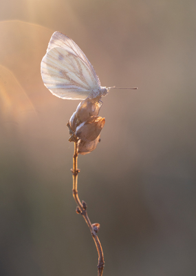 <i class='fa fa-user'></i> Tom | Klein Geaderd Witje  <i class='fa fa-eye'> 34</i>  <i class='fa fa-thumbs-up'> 2</i>   <i class='fa fa-comment-o'> 2</i>