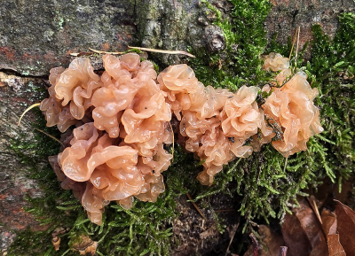 <i class='fa fa-user'></i> guidomwm | Bruine Trilzwam  <i class='fa fa-eye'> 10</i>   <i class='fa fa-comment-o'> 0</i>