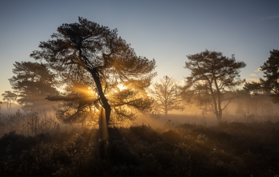 <i class='fa fa-user'></i> Pieter  LJ |  Zonneharpen  <i class='fa fa-eye'> 22</i>  <i class='fa fa-thumbs-up'> 1</i>   <i class='fa fa-comment-o'> 0</i>