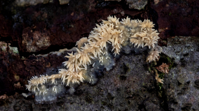 <i class='fa fa-user'></i> Johan van Gurp | Bleke Stekelkorstzwam  <i class='fa fa-eye'> 14</i>   <i class='fa fa-comment-o'> 2</i>