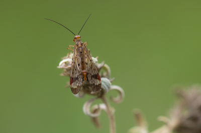 <i class='fa fa-user'></i> Willem Verhagen | Panorpa rufostigma  <i class='fa fa-eye'> 33</i>  <i class='fa fa-thumbs-up'> 1</i>   <i class='fa fa-comment-o'> 2</i>