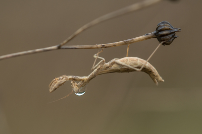 <i class='fa fa-user'></i> Willem Verhagen | Ameles decolor  <i class='fa fa-eye'> 77</i>  <i class='fa fa-thumbs-up'> 8</i>   <i class='fa fa-comment-o'> 9</i>