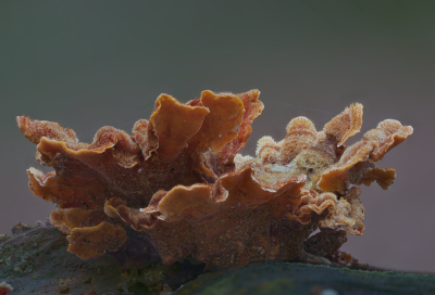 <i class='fa fa-user'></i> janvangastel | Waaierkorstzwam  <i class='fa fa-eye'> 41</i>   <i class='fa fa-comment-o'> 5</i>