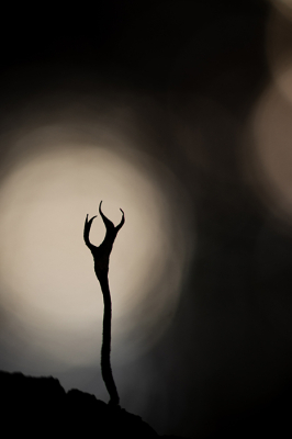 <i class='fa fa-user'></i> daan de vos |  Geweizwam  <i class='fa fa-eye'> 59</i>  <i class='fa fa-thumbs-up'> 1</i>   <i class='fa fa-comment-o'> 4</i>