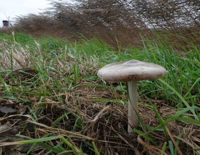 <i class='fa fa-user'></i> ko katsman |  Gewone Beurszwam  <i class='fa fa-eye'> 30</i>   <i class='fa fa-comment-o'> 2</i>