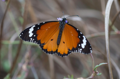 <i class='fa fa-user'></i> Willem Verhagen |  Kleine Monarchvlinder  <i class='fa fa-eye'> 31</i>   <i class='fa fa-comment-o'> 1</i>