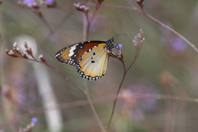 <i class='fa fa-user'></i> Willem Verhagen |  Kleine Monarchvlinder  <i class='fa fa-eye'> 43</i>  <i class='fa fa-thumbs-up'> 5</i>   <i class='fa fa-comment-o'> 5</i>