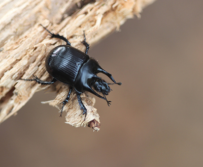 <i class='fa fa-user'></i> Paul Vandebroek |  Driehoornmestkever  <i class='fa fa-eye'> 36</i>  <i class='fa fa-thumbs-up'> 1</i>   <i class='fa fa-comment-o'> 3</i>